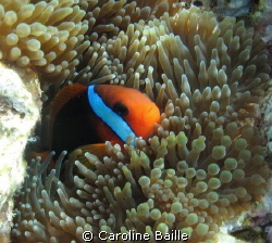 black anemone fish in his anemone by Caroline Baille 